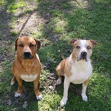 Clear Springs Veterinary, Dr. Brandon McBride