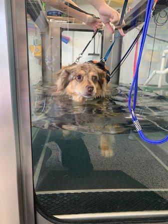 Infinite PawsAbilities