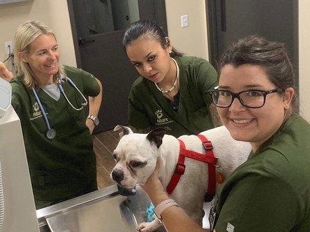 Allure Veterinary Hospital & Urgent Care