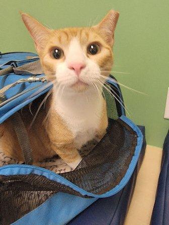CityVet | Universal City Veterinary Clinic & Urgent Care