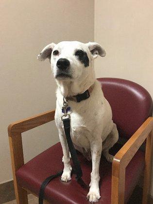 Lincoln Heights Animal Hospital
