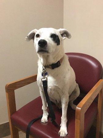 Lincoln Heights Animal Hospital