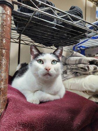 Olmos Park Animal Hospital