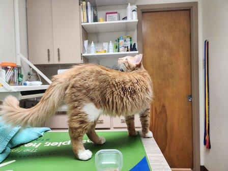 All Creatures Great & Small Veterinary Hospital