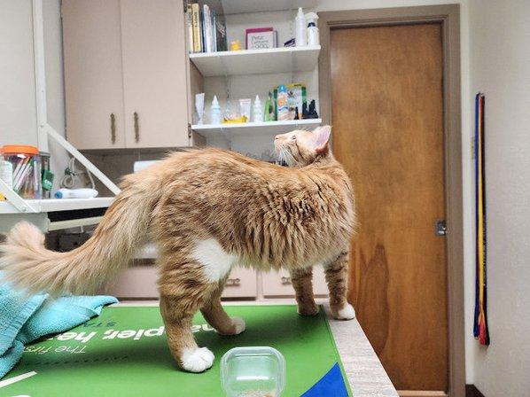All Creatures Great & Small Veterinary Hospital