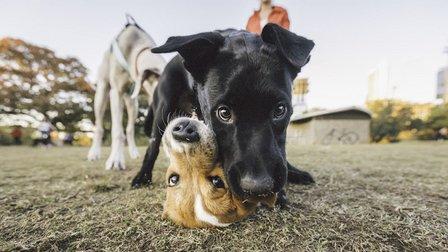 Vetco Total Care Animal Hospital
