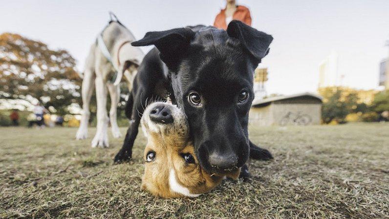 Vetco Total Care Animal Hospital