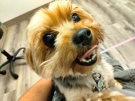 TLC Pet Hospital