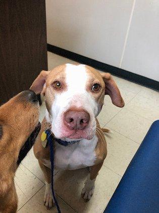 Blue Cross Pet Clinic
