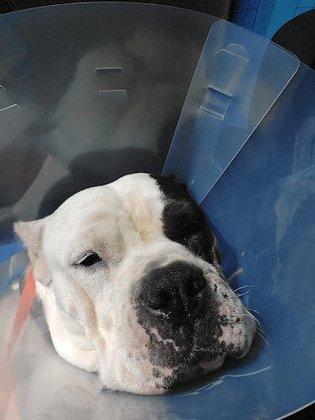 San Antonio Wellness Spay and Neuter Clinic