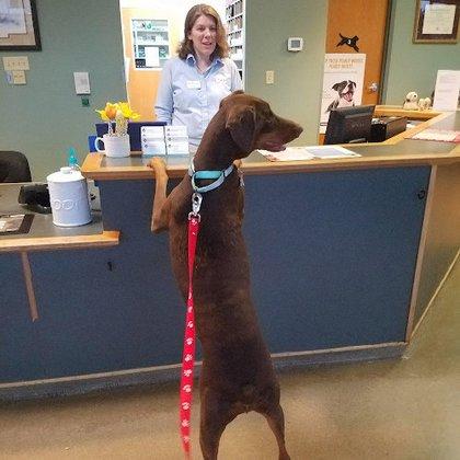 Town & Country Veterinary Hospital