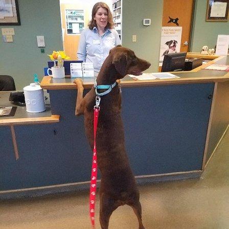 Town & Country Veterinary Hospital