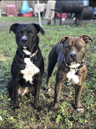 Thrive Pet Healthcare - Broadway