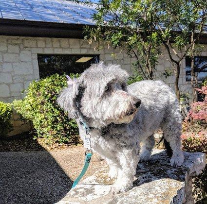 VCA Castle Hills Companion Animal Hospital
