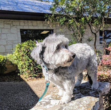 VCA Castle Hills Companion Animal Hospital