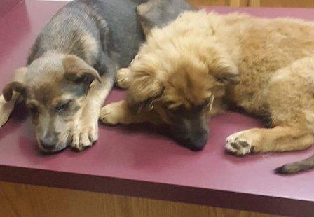 Zarzamora Veterinary Clinic - James Gates DVM