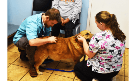 O'Connor Road Animal Hospital