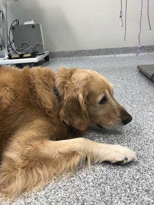 Community Pet Health Center