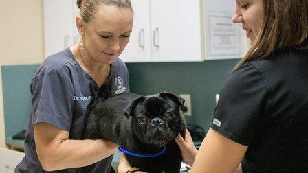 Spring Creek Animal Hospital