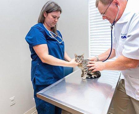 VCA Henderson Pass Animal Hospital