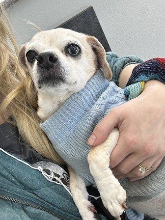 Penny Paws Animal Clinic San Antonio