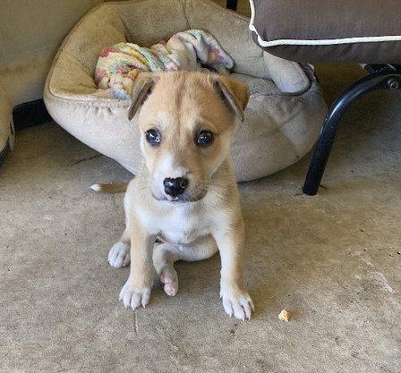 Penny Paws Animal Hospital - San Antonio