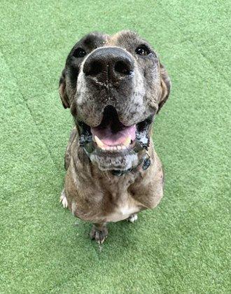 Thrive Pet Healthcare - Terrell Plaza