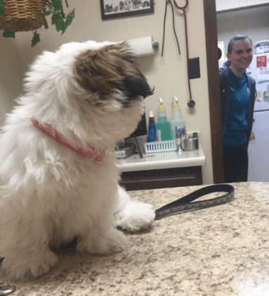 El Dorado Animal Hospital