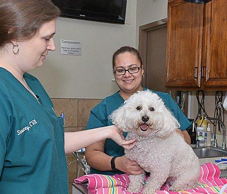 Perrin-410 Animal Hospital, A Thrive Pet Healthcare Partner