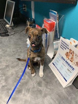 4 Paws Animal Hospital
