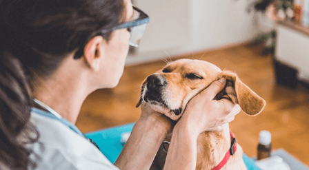 Ellison Drive Animal Hospital