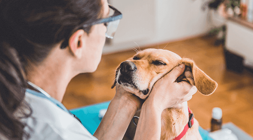 Ellison Drive Animal Hospital