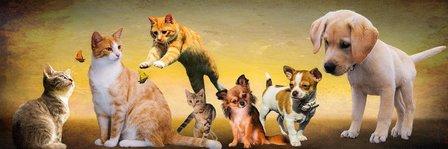 Marbach Road Animal Hospital