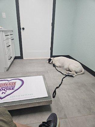 La Vernia Veterinary Hospital