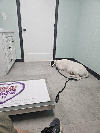 La Vernia Veterinary Hospital