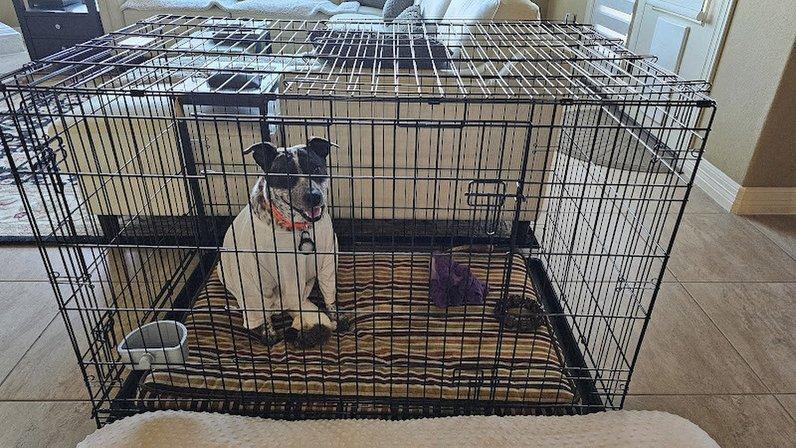 South Texas Veterinary Surgery