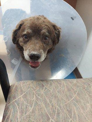 Callaghan Road Animal Hospital