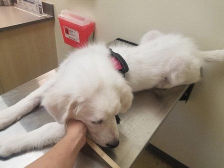 Vetco Total Care Animal Hospital