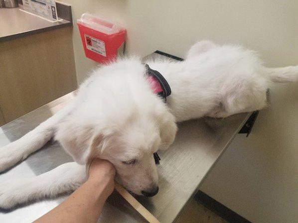 Vetco Total Care Animal Hospital