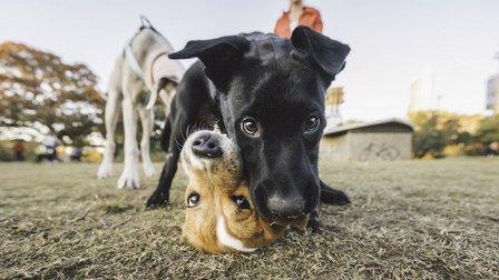 Vetco Total Care Animal Hospital