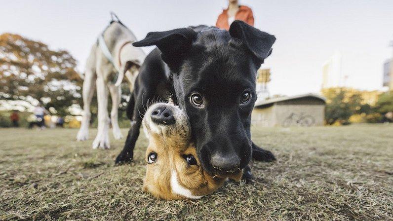 Vetco Total Care Animal Hospital