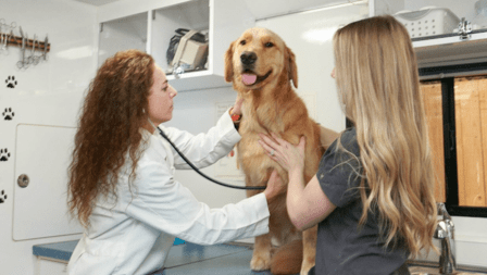 Traveling Tails Veterinary Clinic North Loop 1604