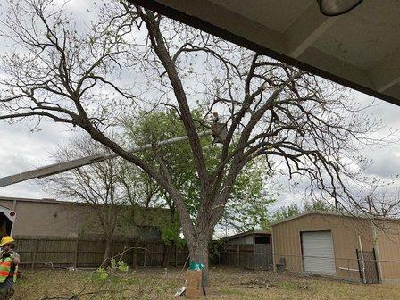 Branch Office Tree Care