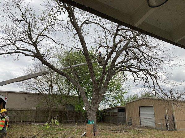 Branch Office Tree Care