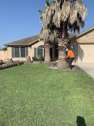 Aldrich Tree Services