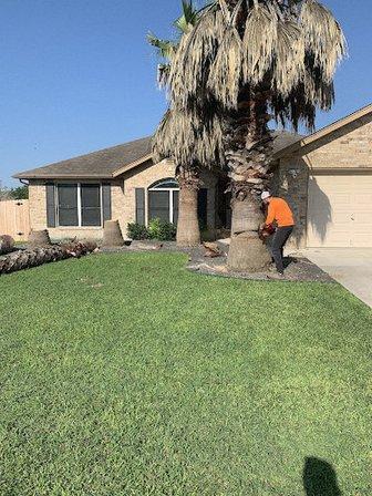 Aldrich Tree Services