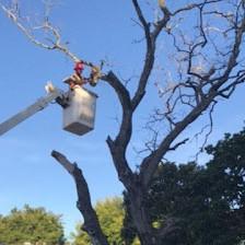 Rangel's Trees and Landscaping