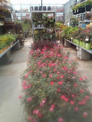 Garden Center at The Home Depot
