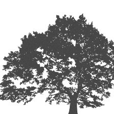 Stone Oak Bible Church