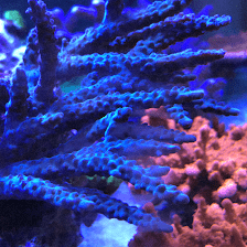 CenTex Reefers “Affordable Aquarium Maintenance, Service & Care”